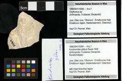 Foto (Objekt + Etiketten) von Konidromites gibbus (Reuss 1858) 